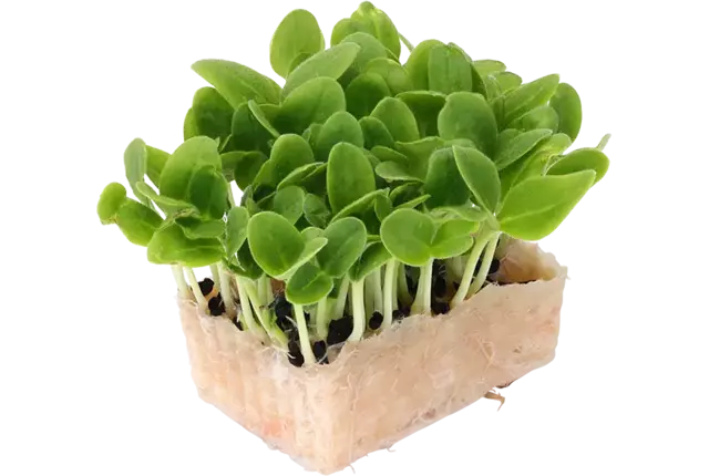 Borage cress single stuk
